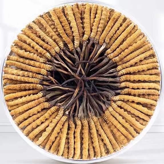 托克逊冬虫夏草回收